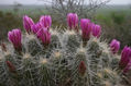 bisnaga en flor