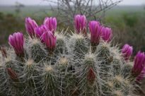 Bisnaga en flor