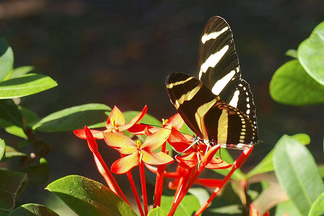 Mariposa 