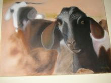 Cabras majoreras Oil Canvas Animals