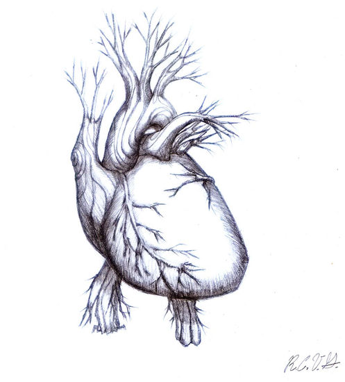 Corazón vegetal. Pencil