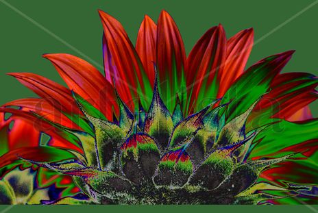 El girasol 3