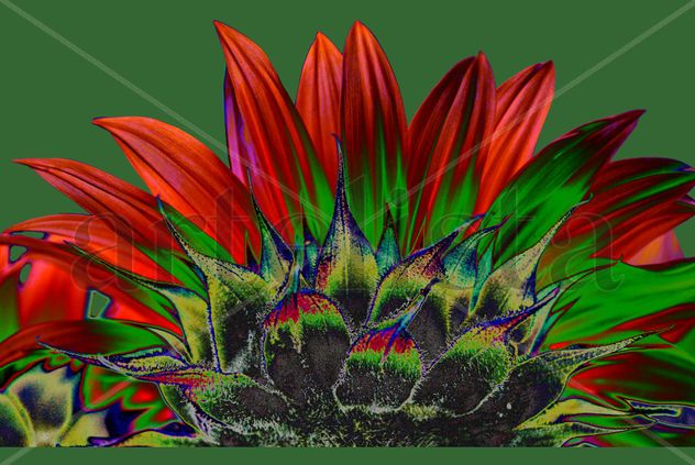 el girasol 3