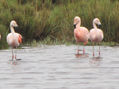 FLAMENCOS - Phoenicopterus ruber - AVES DE ARGENTINA