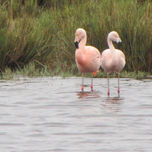 AVES thumbnail 1