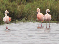 FLAMENCOS -...