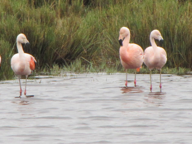 FLAMENCOS - Phoenicopterus ruber - AVES DE ARGENTINA 