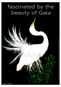 The beauty of gaia...