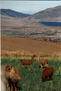 paisaje norteño