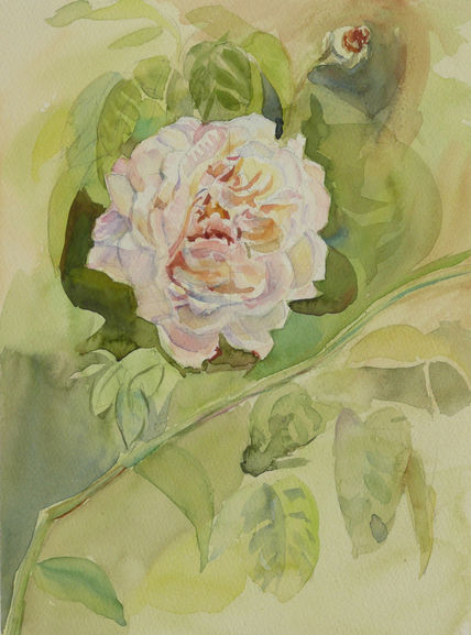 Rosal trepador