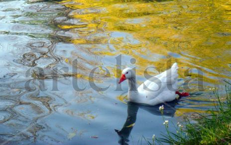 Pato