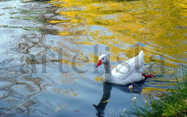 Pato