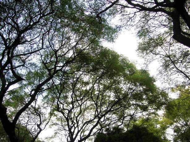 Hojas tapando el cielo 3