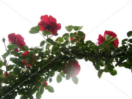 Arco de rosas