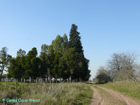 Arboleda y camino