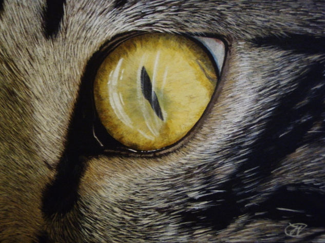 Ojo de gato Acrylic Panel Animals