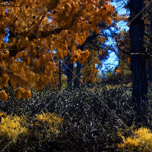 burnt trees Naturaleza Color (Digital)