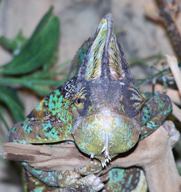 camaleon
