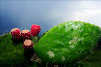 Nopal Y Tuna