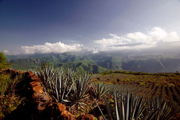 Paisaje Agavero