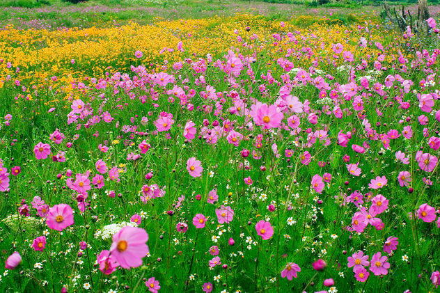 Flores silvestres