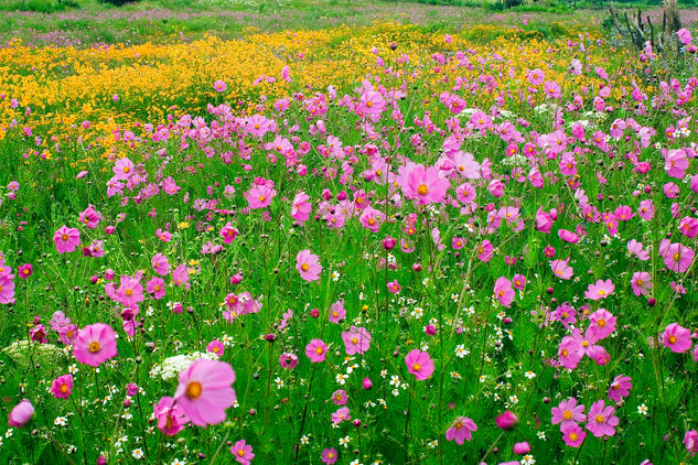 Flores silvestres 