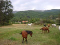 caballos del valle