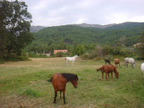 Caballos del valle