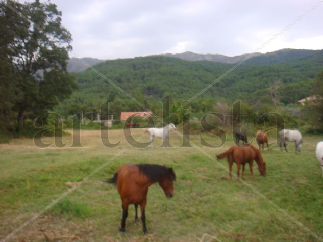 caballos del valle 