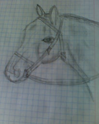 Cabeza caballo