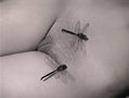 Vuelo nupcial