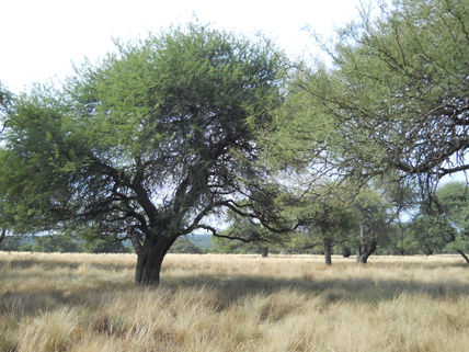 El Calden