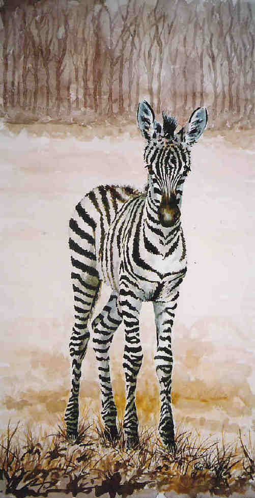 cebra