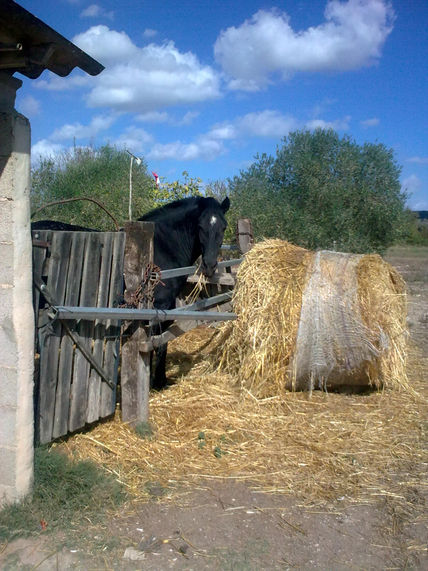 Caballos