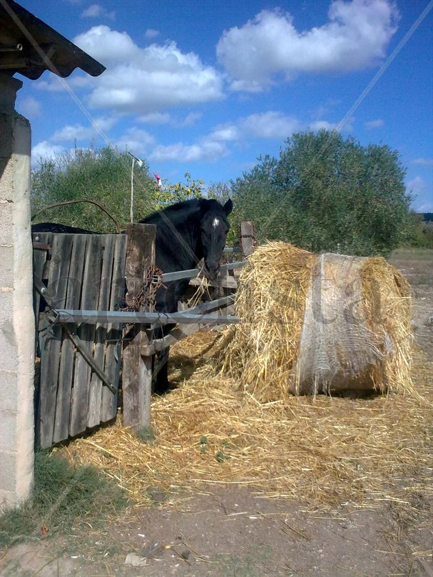 caballos
