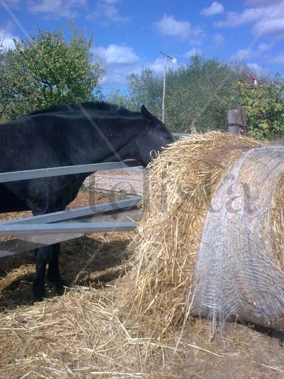 caballo comiendo 