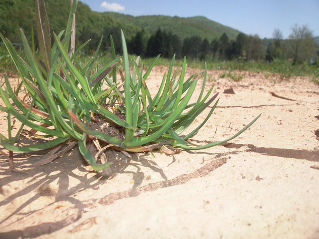 Green grass "Paracin" Nature Color (Digital)