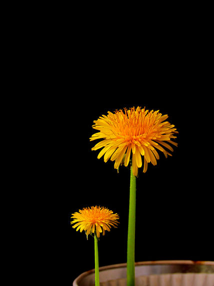 Flores campestres