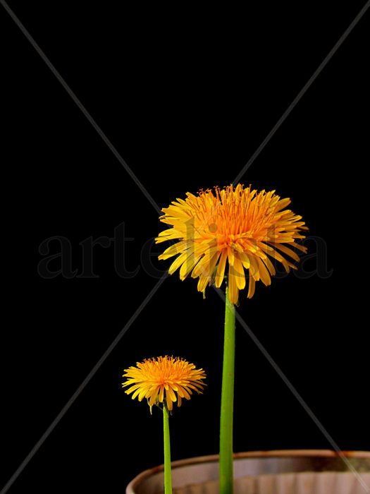 Flores campestres
