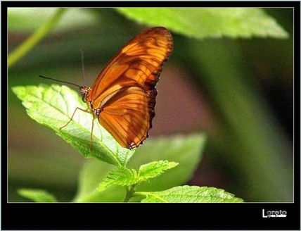 Mariposa II
