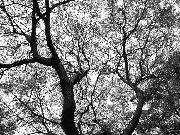 Hojas tapando el cielo 5 Naturaleza Blanco y Negro (Digital)