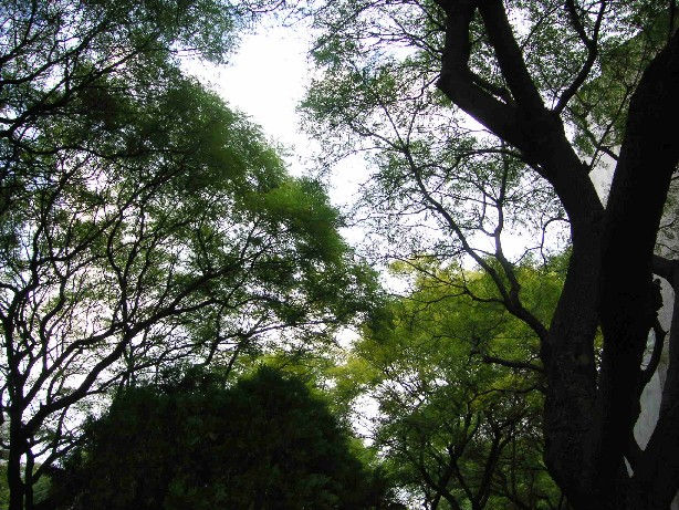 Hojas tapando el cielo 1
