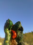 GUARDIA IMAGINARIA F3 052/2011