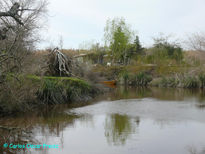 Arroyo el pescado 5