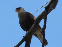 CARANCHO - Caracara...