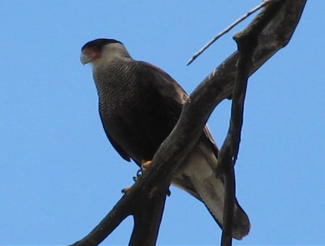 CARANCHO - Caracara plancus - AVES DE ARGENTINA Nature Color (Digital)