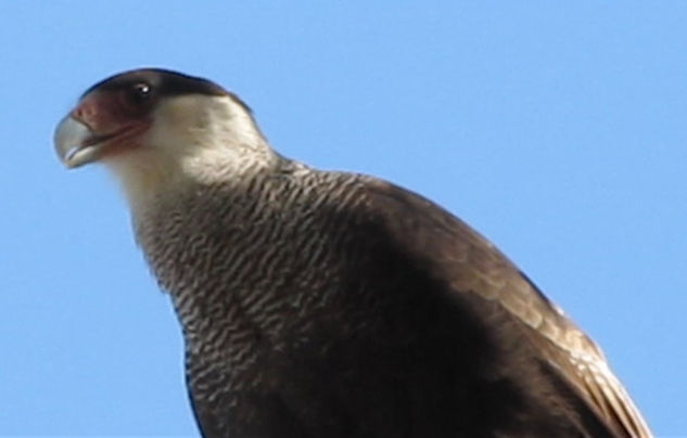 CARANCHO - Caracara plancus II - AVES DE ARGENTINA Nature Color (Digital)