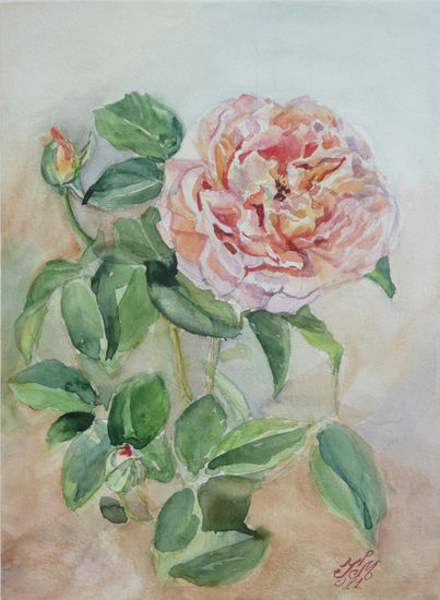 Rosa Alpine Sunset Watercolour Paper Floral Painting