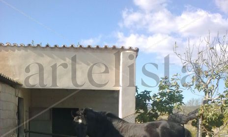 caballos