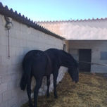caballos thumbnail 1